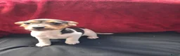 Jack Russell dogs for sale: Four jack russle puppies for sale  - Advert 6