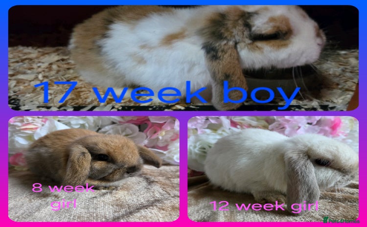 Mini Lop rabbits - Advert 12