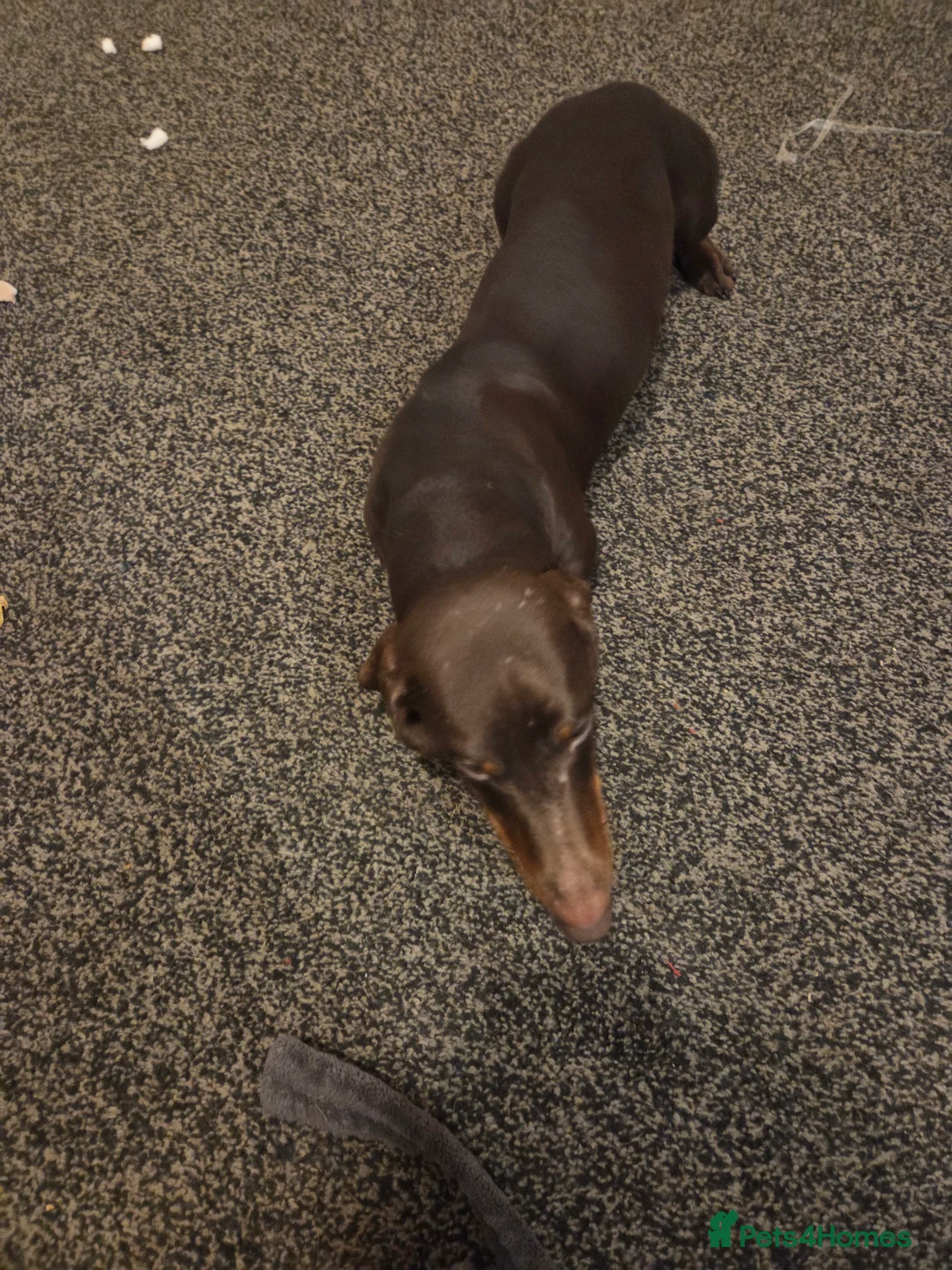 Miniature Dachshund dogs for adoption: Absolutely Heartbreaking Rehoming – Bruno & Dusty - Advert 9