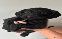 Labradoodle dogs for sale: 1 black girl ready now - Image 2