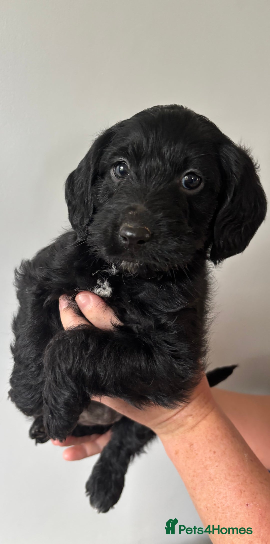 Labradoodle dogs for sale: 1 black girl ready now - Image 2