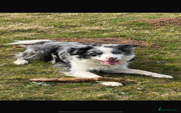 Border Collie dogs for stud: Blue merle border collie for stud - Image 3
