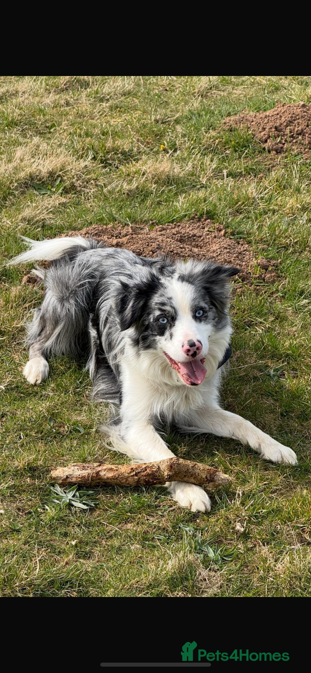 Border Collie dogs for stud: Blue merle border collie for stud - Image 3