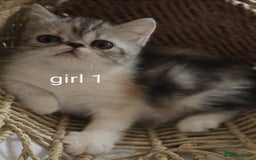 Persian cats for sale: Persian kittens  - Image 3