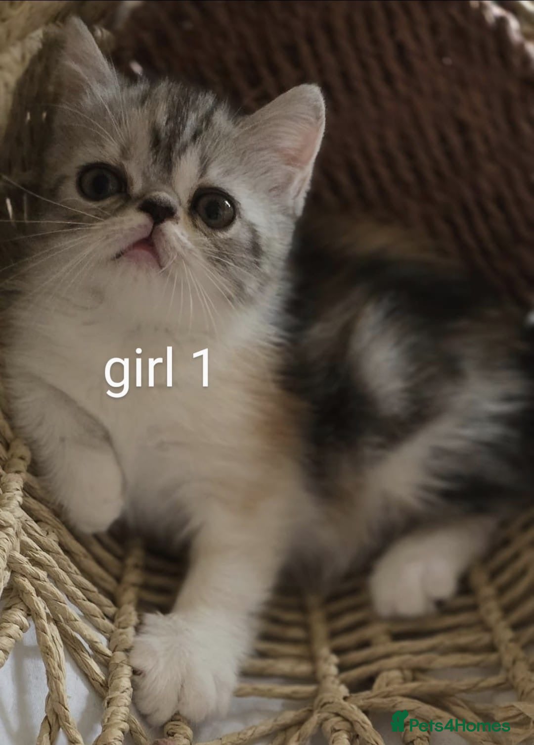 Persian cats for sale: Persian kittens  - Image 3