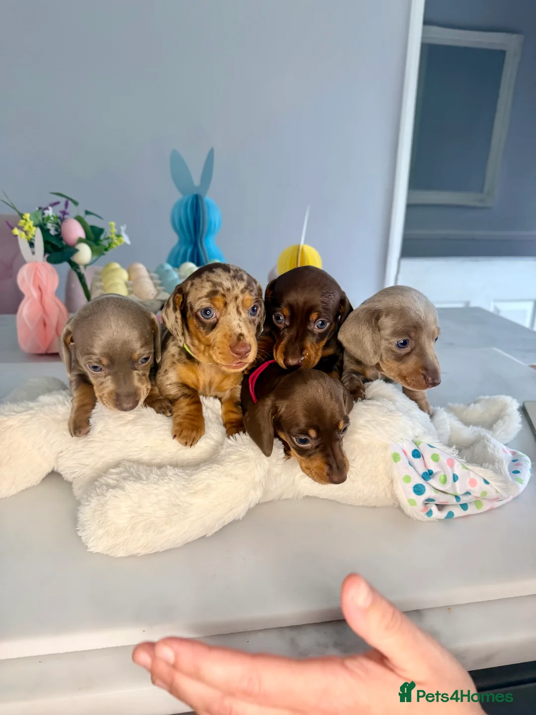 Miniature Dachshund dogs for sale: Miniature Dachshunds KC Reg  - Advert 1