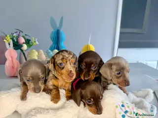 Miniature Dachshund dogs Miniature Dachshunds KC Reg in Chelmsford - Advert 3
