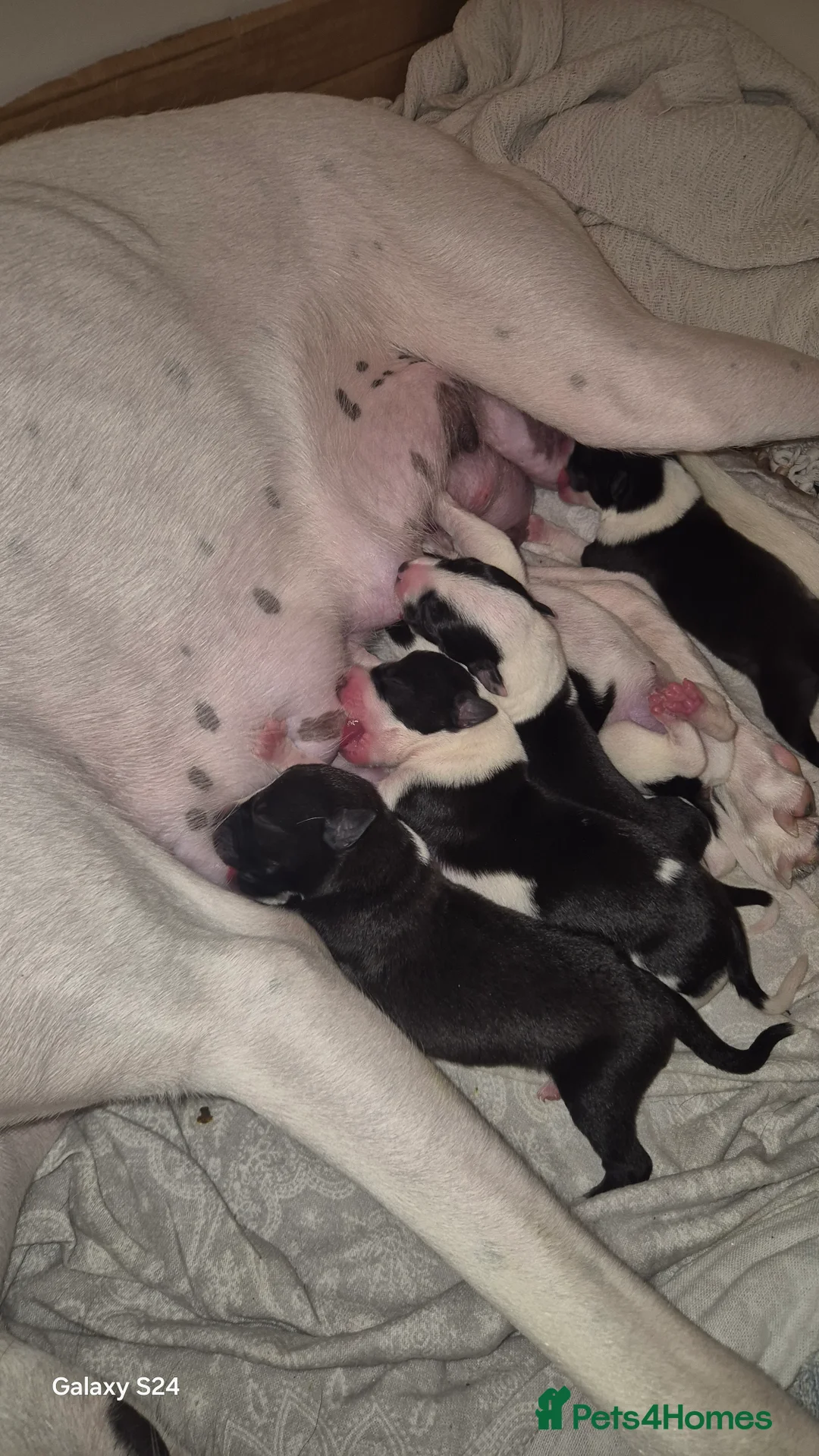 Mixed Breed dogs for sale: Collie cross puppies  in Exeter - Advert 2