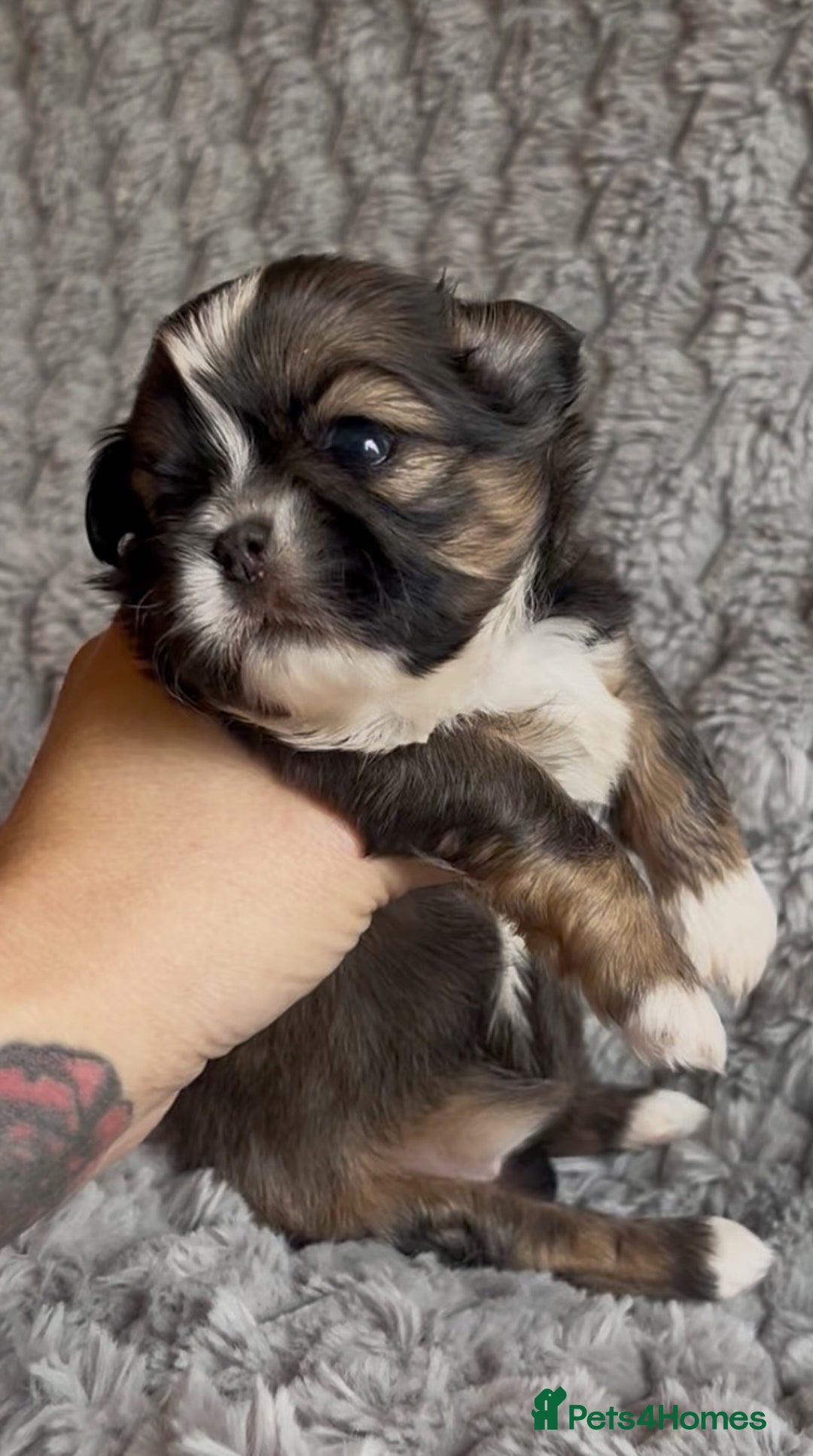 Shih Tzu dogs for sale: ✨Stunning Imperial puppies ✨ - Image 13