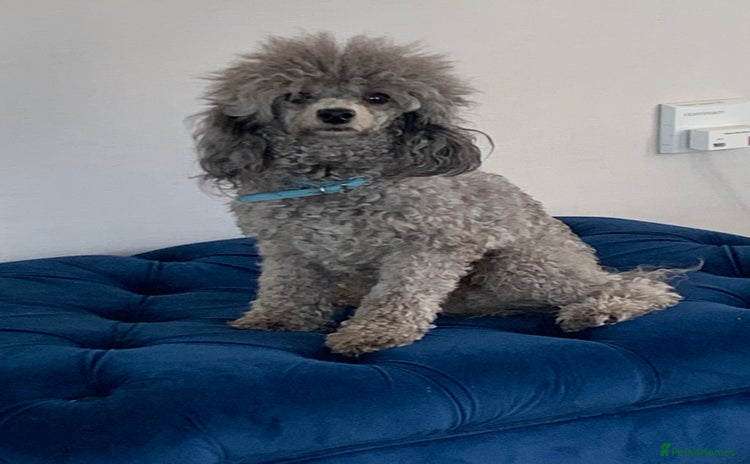 Miniature Poodle dogs - Advert 3