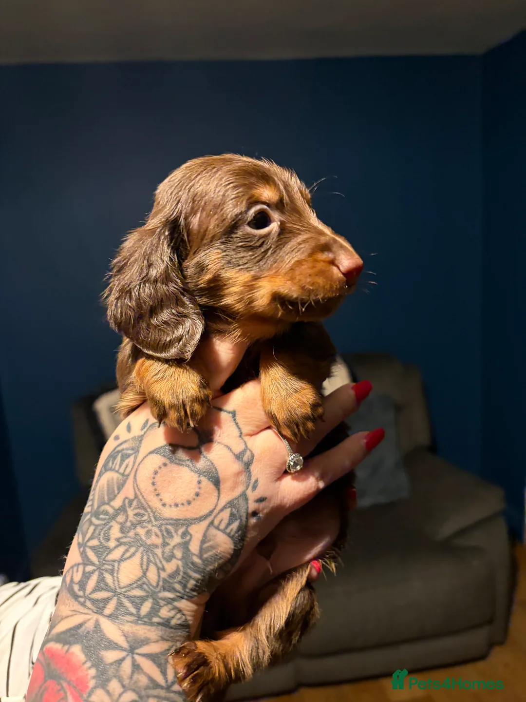 Miniature Dachshund dogs for sale: Miniature long haired Dachshund  - Advert 23