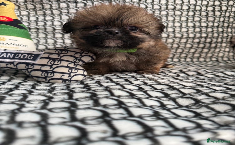 Mixed Breed dogs - Advert 1