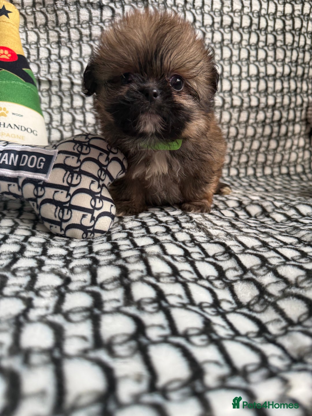 Mixed Breed dogs for sale: RARE  Shipom /pomshi Pomeranian and Shihtzu cross  - Image 1