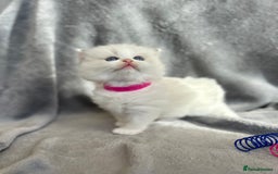Ragdoll cats for sale: Beautiful Blue Tabby Ragdoll Fur Babies  - Image 4