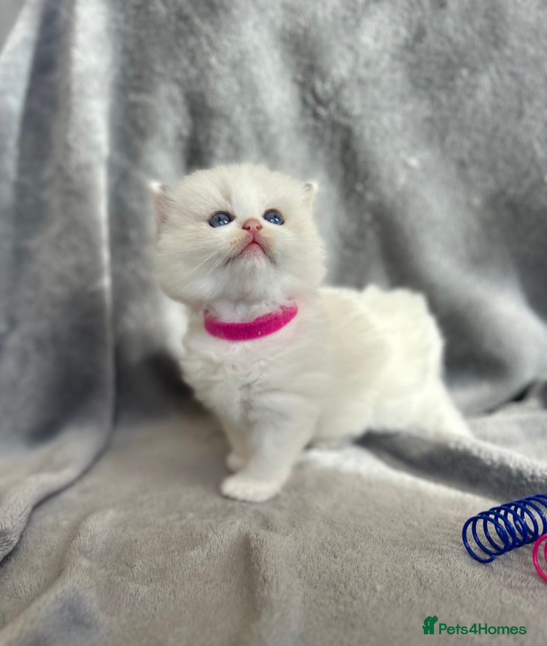 Ragdoll cats for sale: Beautiful Blue Tabby Ragdoll Fur Babies  - Image 4