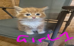 Mixed Breed cats for sale: 5 ginger kittens looking for new home  - Image 1