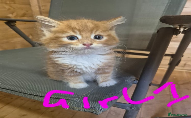 Mixed Breed cats - Advert 2