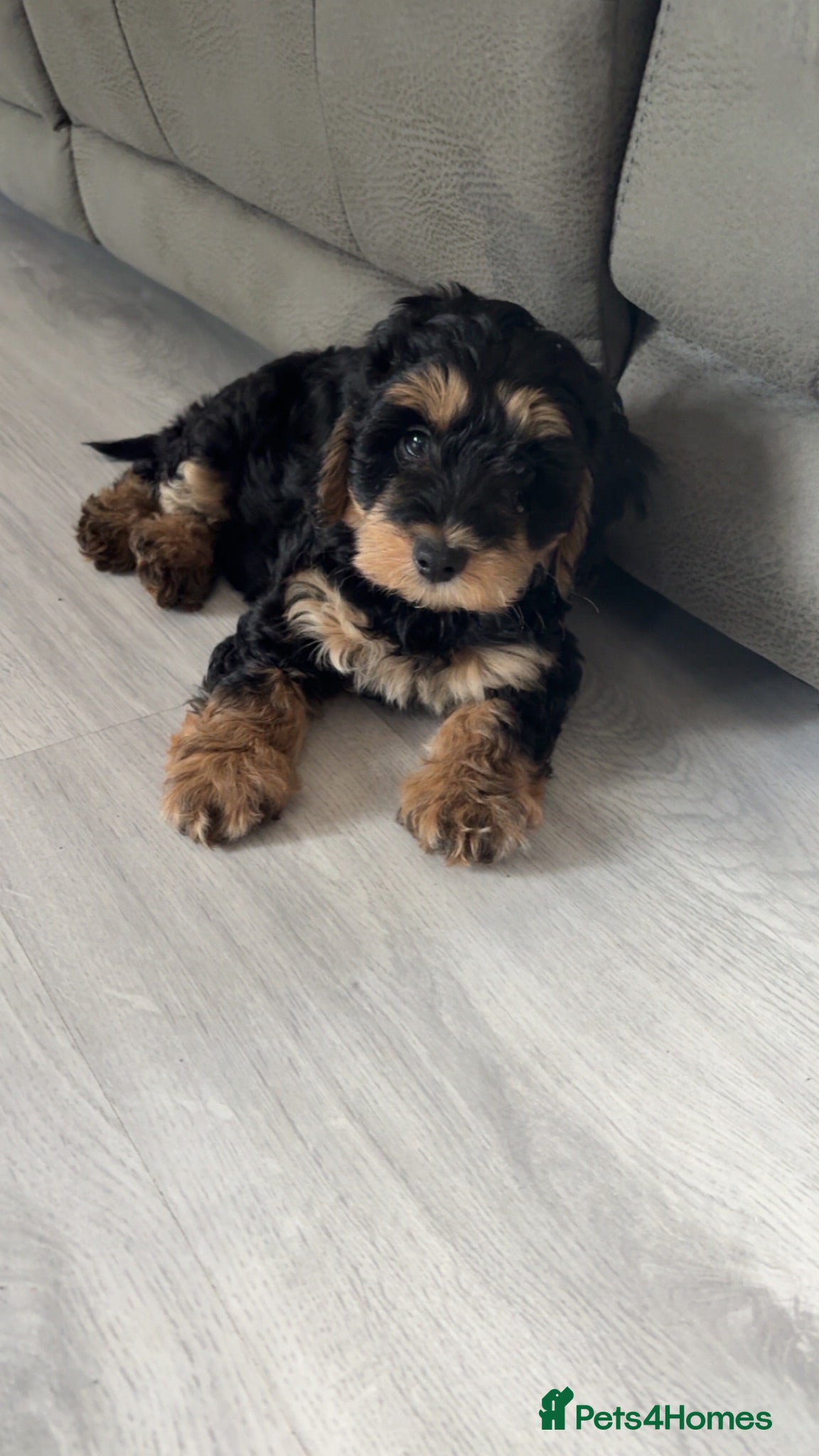Cockapoo dogs 2 beautiful boys F2B - Advert 5