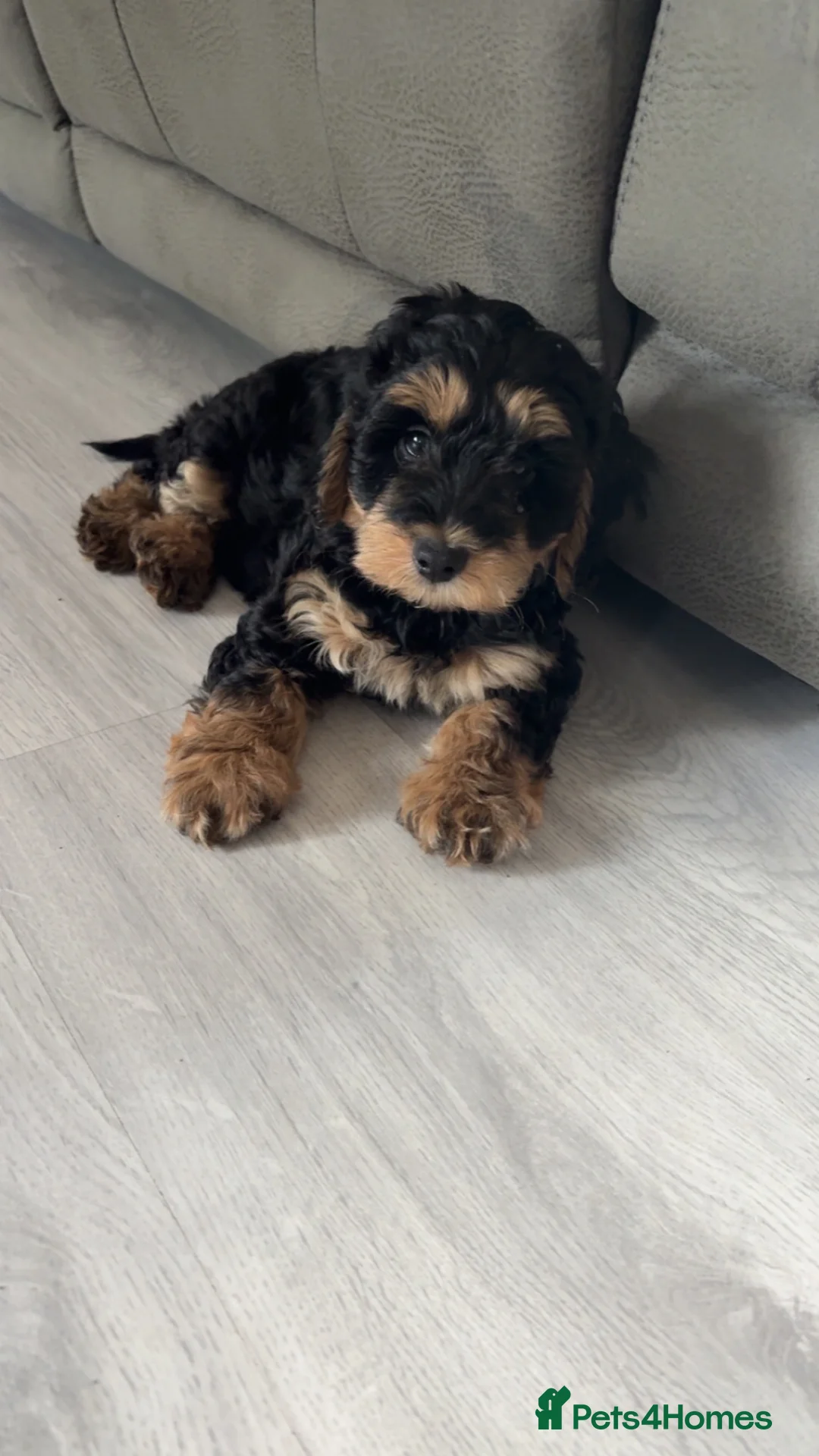Cockapoo dogs for sale: 2 beautiful boys F2B - Advert 1
