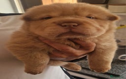 Shar Pei dogs for sale: Male Shar peis - Image 2