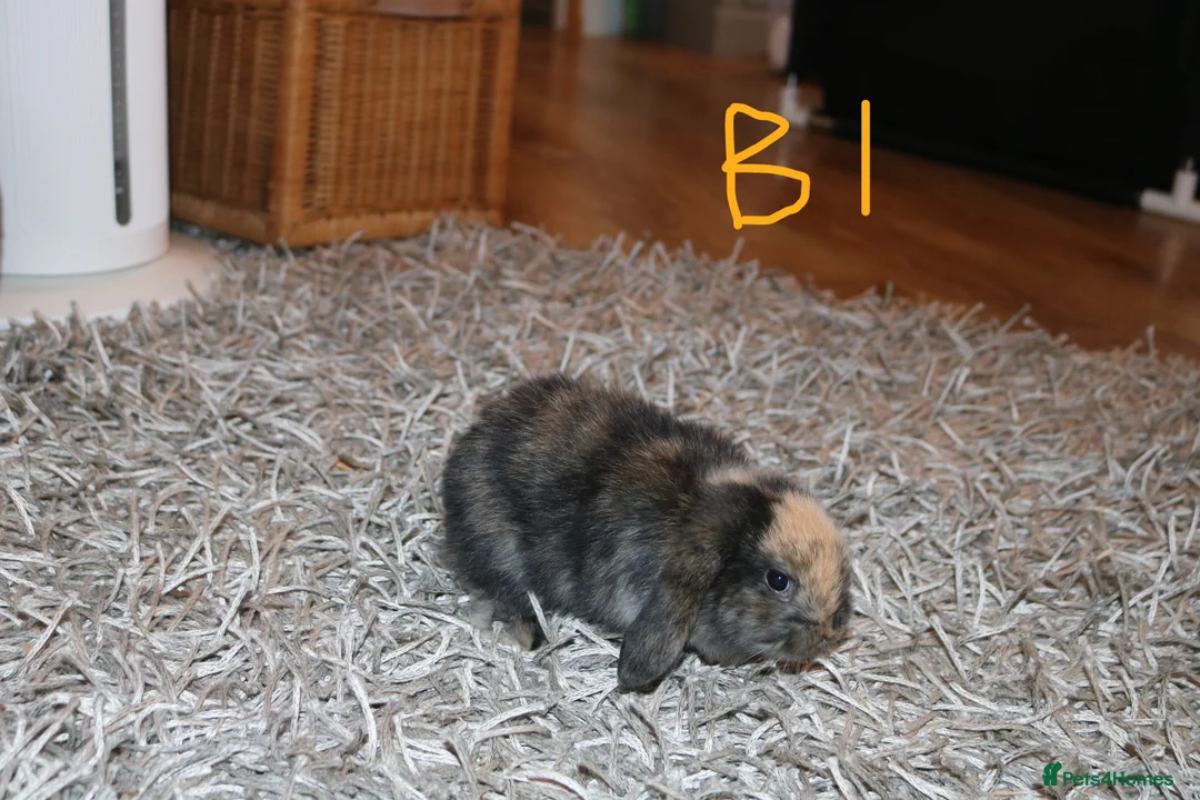 Mini Lop rabbits for sale: Mini Lop babies x 3 - Advert 4
