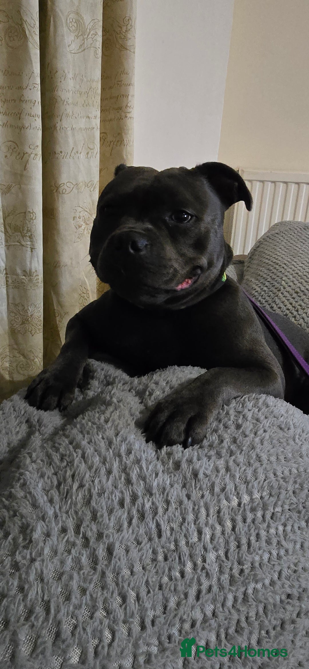 Staffordshire Bull Terrier dogs for sale: Champion bloodlines kc stafford  pups  - Advert 3