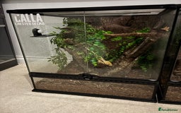 Gecko reptiles for sale: Tri Lilywhite Female Crested Gecko & Setup - Image 6