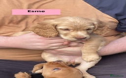 Cocker Spaniel dogs for sale: Stunning Working Cocker Spaniel Puppies - Image 13