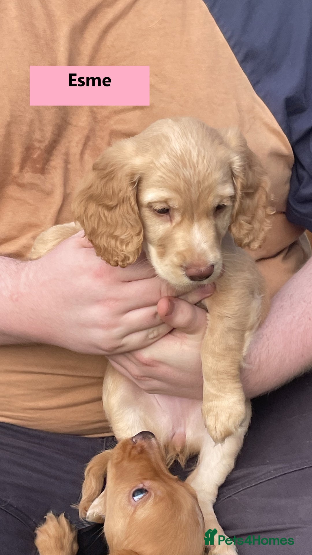 Cocker Spaniel dogs for sale: Stunning Working Cocker Spaniel Puppies - Image 13