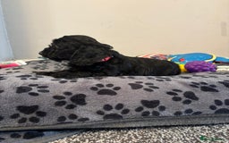 Mixed Breed dogs for sale: dixie pop puppies for sale - Image 3