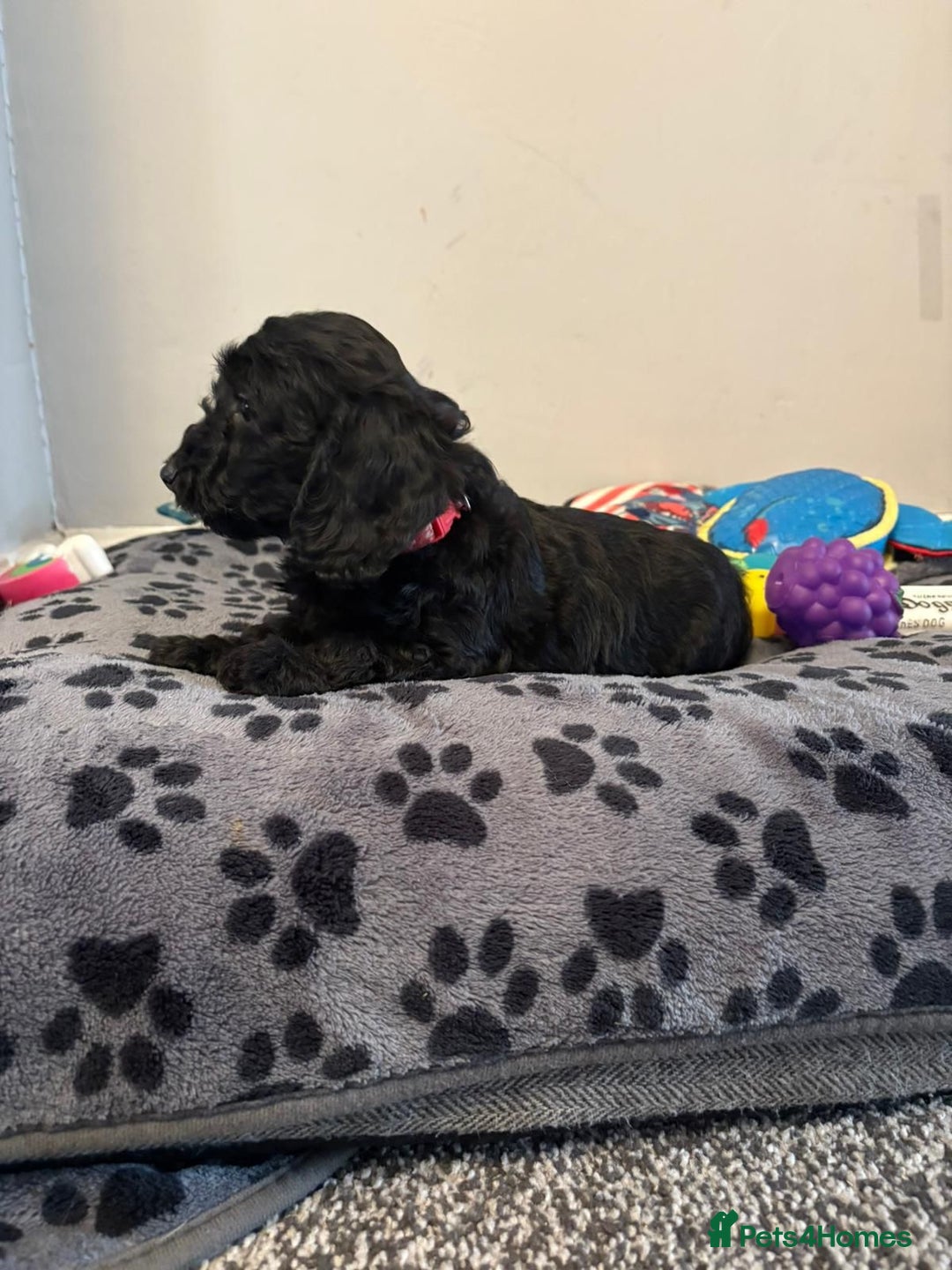 Mixed Breed dogs for sale: dixie pop puppies for sale - Image 3