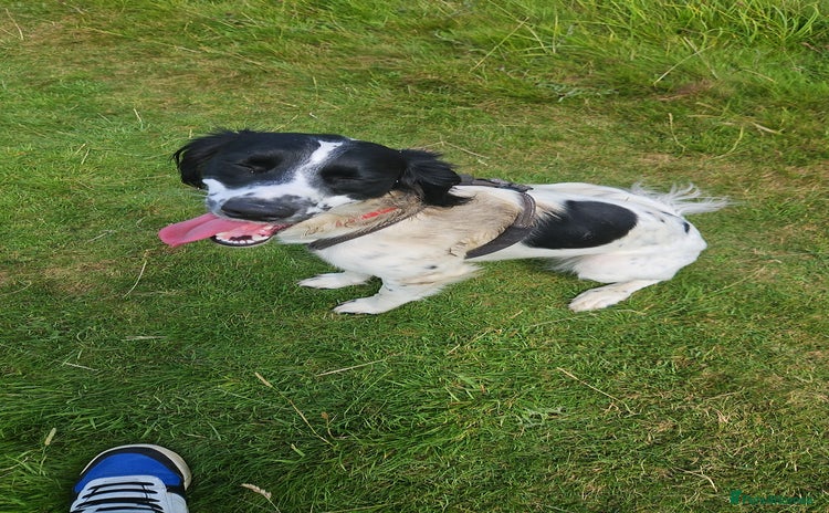 Mixed Breed dogs - Advert 4