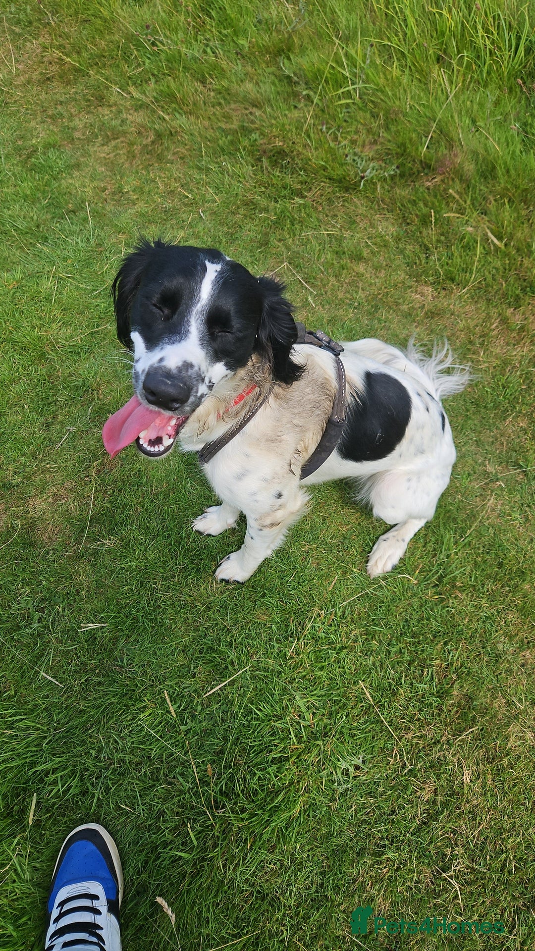 Mixed Breed dogs for sale: Dobby - Image 1