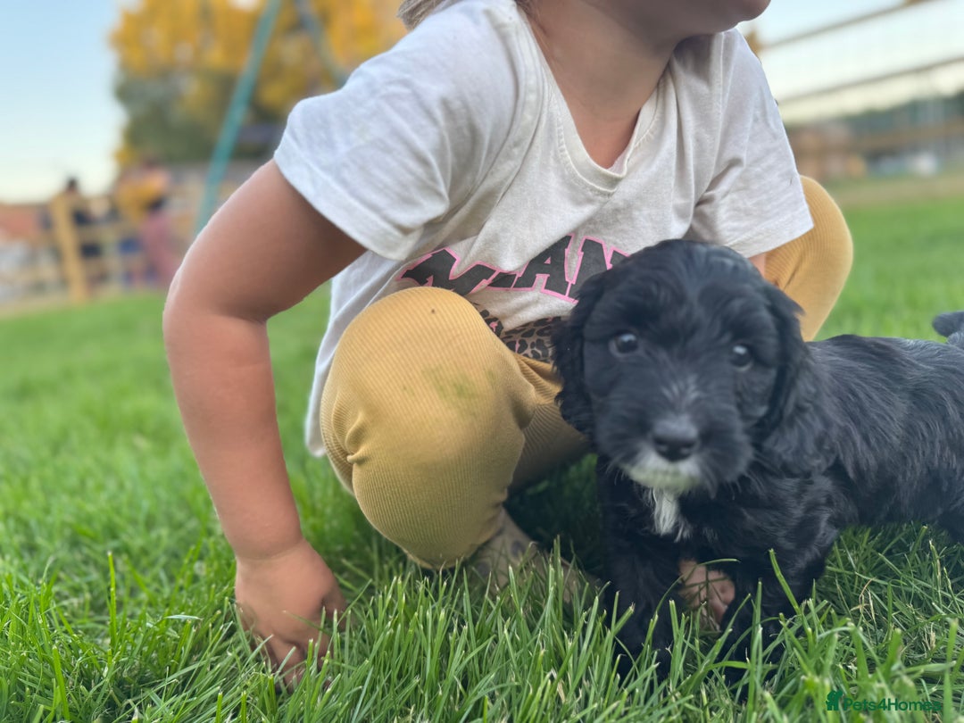 Sproodle dogs for sale: Stunning F1 sproodle  - Image 23