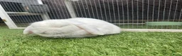 Mini Lop rabbits for sale: Bonded buns needing a new home - Advert 3
