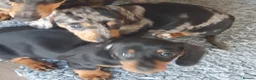 Dachshund dogs for sale: Dachshund - Advert 2