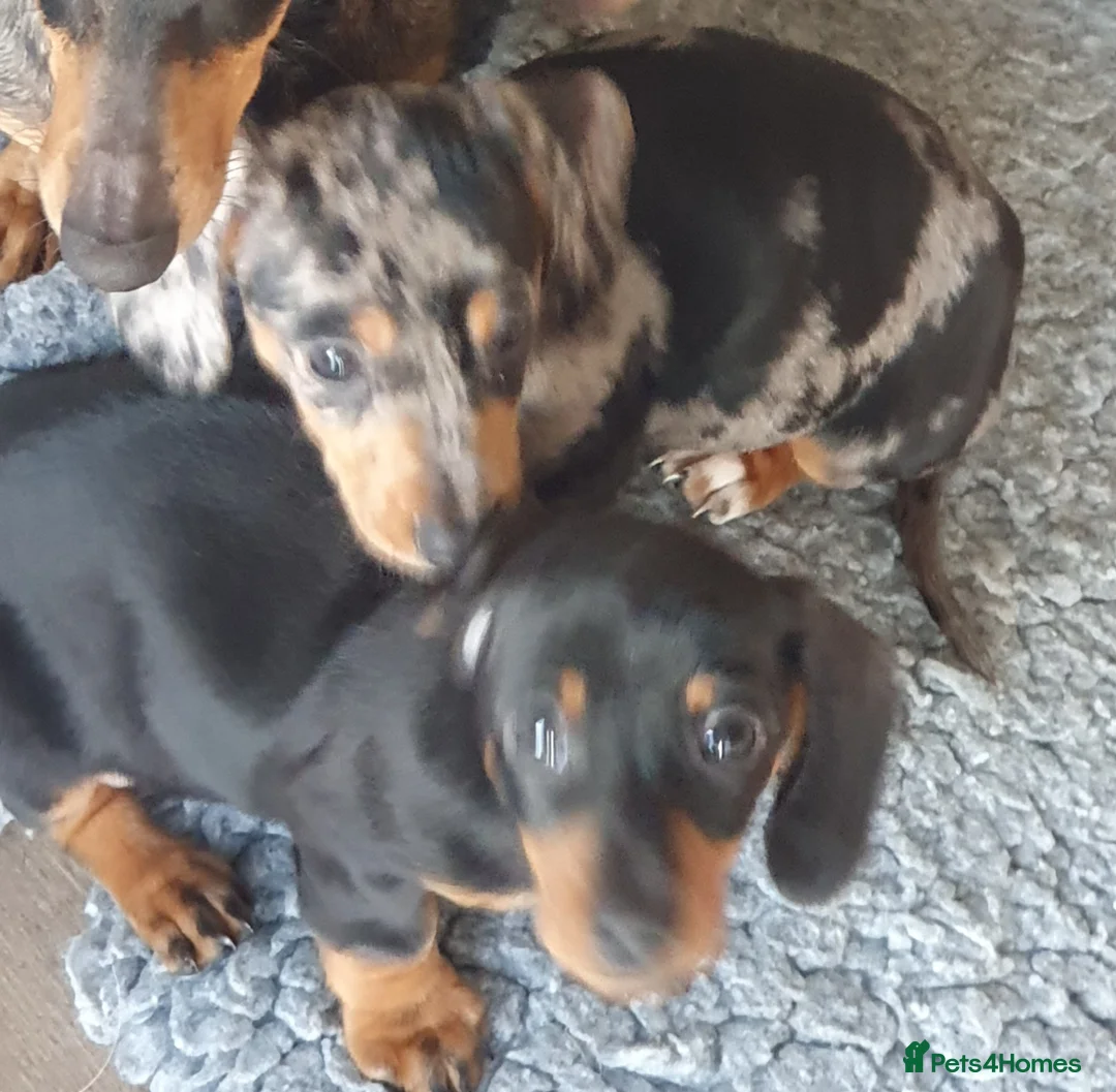 Dachshund dogs for sale: Dachshund - Advert 2