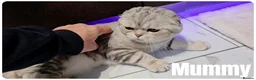 Scottish Fold cats for sale: 🐾 Beautiful Scottish Fold & British Shorthair - Advert 26
