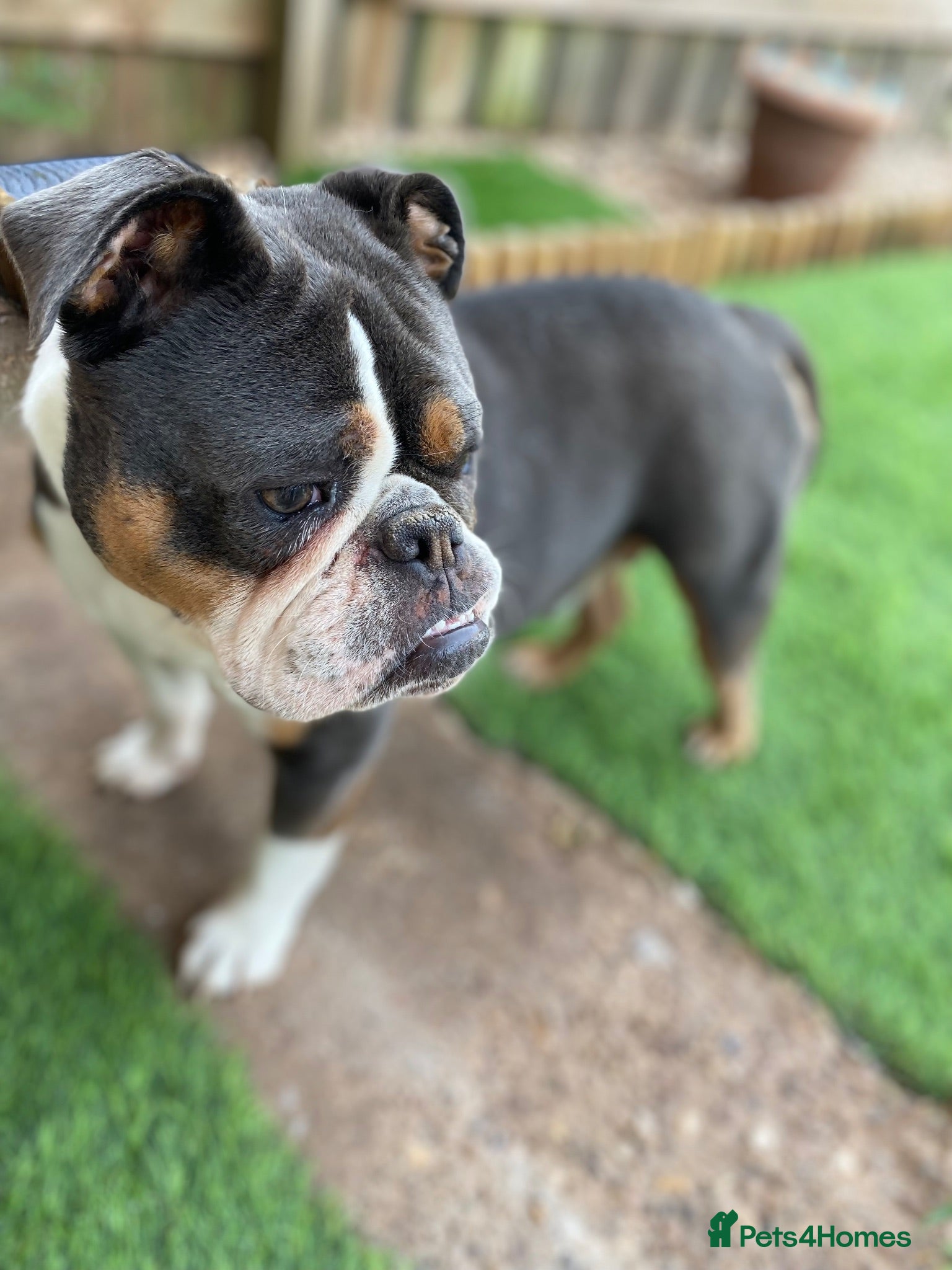 Olde English Bulldogge dogs OTEB puppies - Advert 5