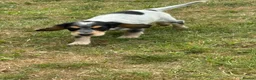 Cocker Spaniel dogs for sale: Spaniel pups  - Advert 4
