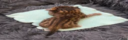 Bengal cats for sale: Beautiful Bengal cross kittens  - Advert 7