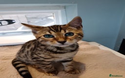 Bengal cats for sale: G5 PURE BENGEL - Image 6