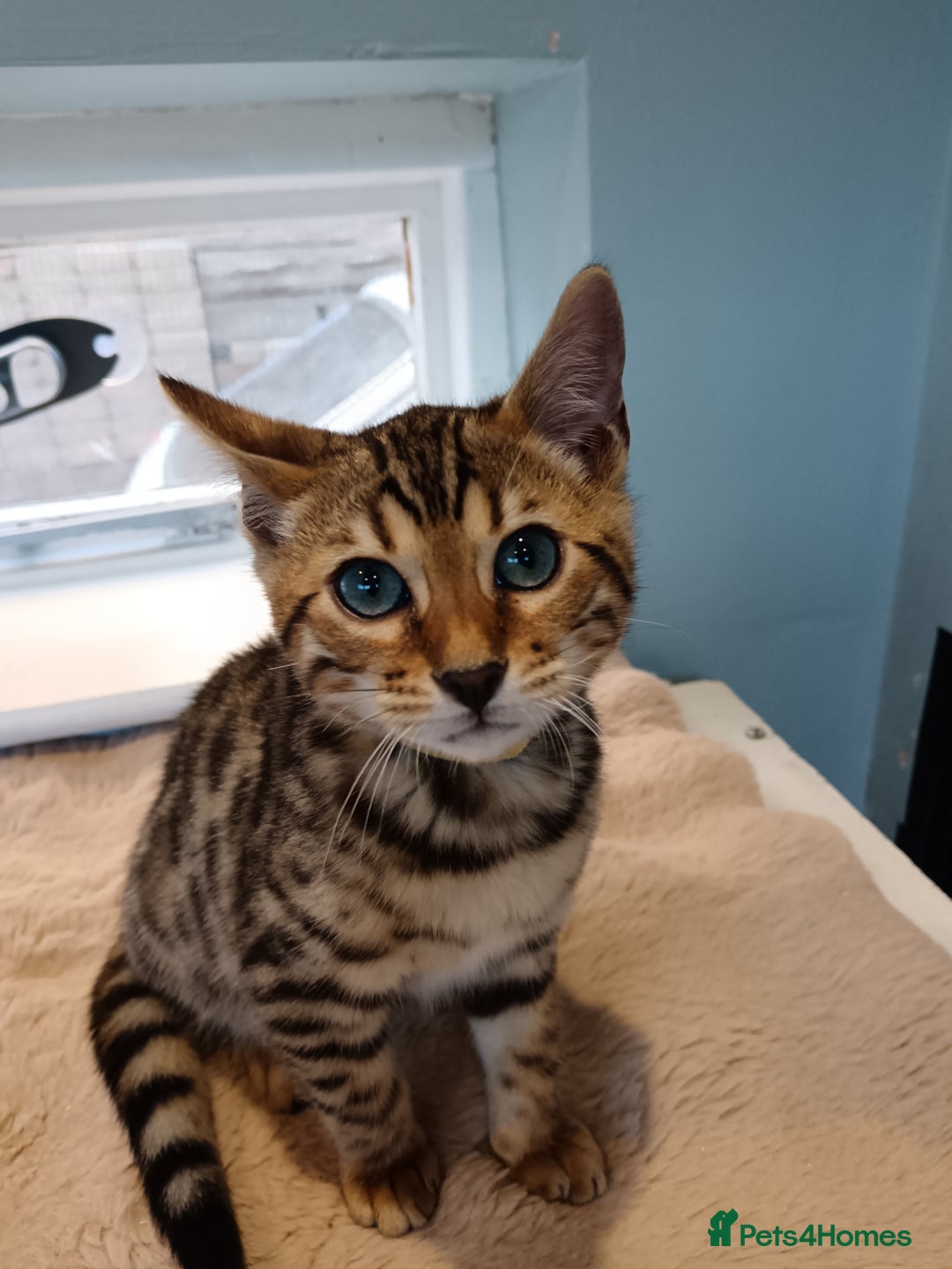 Bengal cats for sale: G5 PURE BENGEL - Image 6