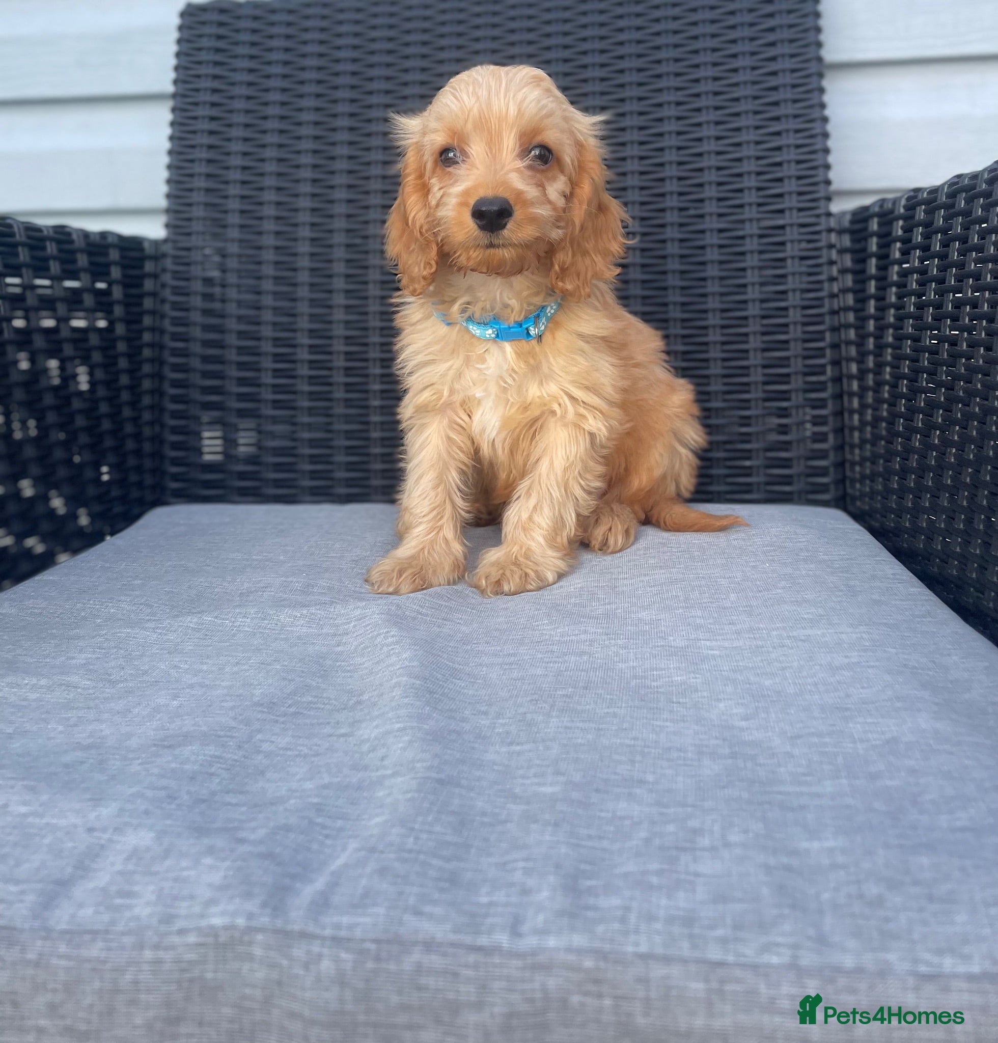 Cockapoo dogs Just stunning ready now 10 weeks old  💖💙🐾🏡 - Advert 1
