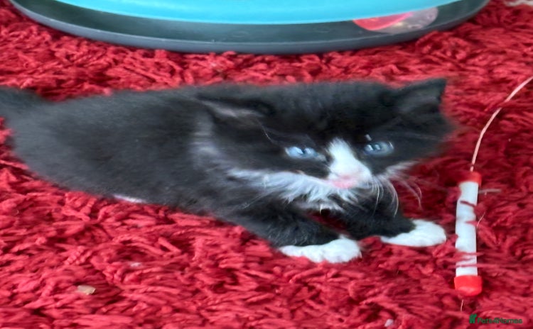 Mixed Breed cats - Advert 5