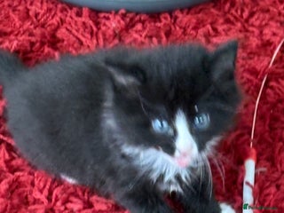 Mixed Breed cats for sale - Advert 1
