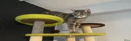 British Shorthair cats for sale: 3 year old female cat - Advert 4