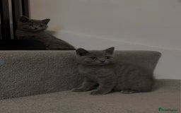 British Shorthair cats for sale: ☆READY NOW☆ {2 LOVELY BOYS} bsh kittens💙💙  - Image 1