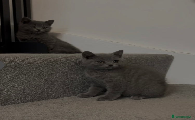 British Shorthair cats - Advert 1