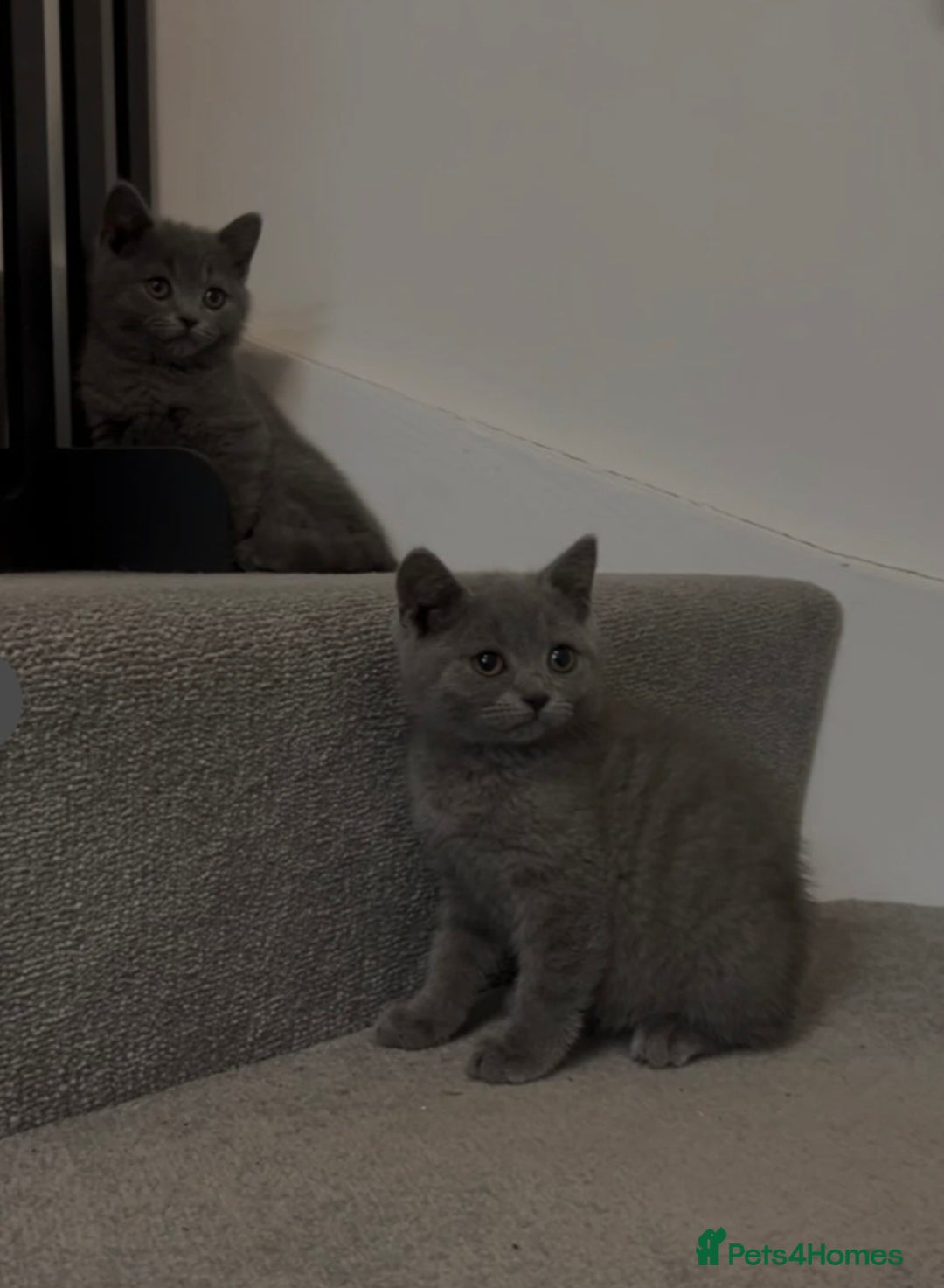 British Shorthair cats for sale: ☆READY NOW☆ {2 LOVELY BOYS} bsh kittens💙💙  - Image 1
